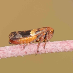 Eurymeloides adspersa (Gumtree hopper) at Turner, ACT - 5 Jan 2024 by ConBoekel