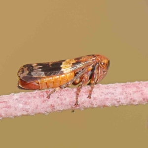 Eurymeloides adspersa at Sullivans Creek, Turner - 5 Jan 2024 02:58 PM