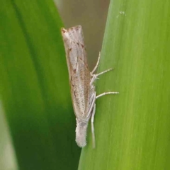 Culladia cuneiferellus (Crambinae moth) at Sullivans Creek, Turner - 5 Jan 2024 by ConBoekel