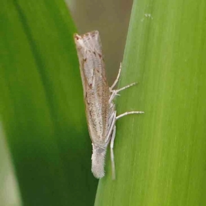 Culladia cuneiferellus at Sullivans Creek, Turner - 5 Jan 2024 03:54 PM