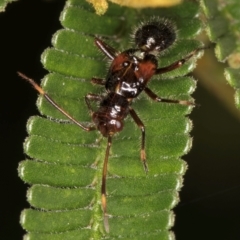 Unidentified True bug (Hemiptera, Heteroptera) at Evatt, ACT - 9 Jan 2024 by kasiaaus