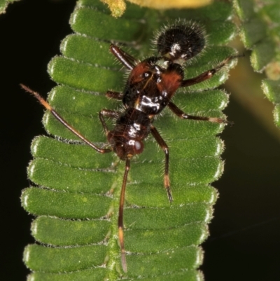 Unidentified True bug (Hemiptera, Heteroptera) at Evatt, ACT - 9 Jan 2024 by kasiaaus