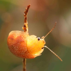 Paropsis atomaria (Eucalyptus leaf beetle) at Sullivans Creek, Turner - 5 Jan 2024 by ConBoekel