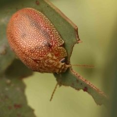 Paropsis atomaria at Sullivans Creek, Turner - 5 Jan 2024