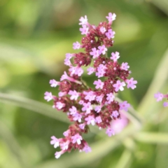 Verbena incompta (Purpletop) at Turner, ACT - 5 Jan 2024 by ConBoekel