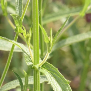 Verbena incompta at Sullivans Creek, Turner - 5 Jan 2024