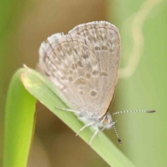 Zizina otis (Common Grass-Blue) at Sullivans Creek, Turner - 5 Jan 2024 by ConBoekel