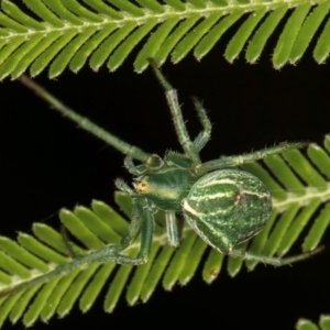 Sidymella sp. (genus) at Evatt, ACT - 9 Jan 2024