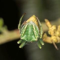 Sidymella sp. (genus) at Evatt, ACT - 9 Jan 2024