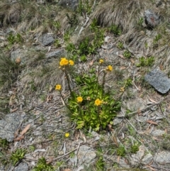 Podolepis robusta at Bimberi Nature Reserve - 11 Jan 2024