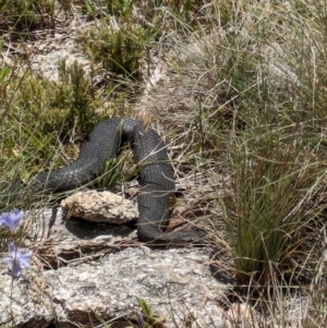 Austrelaps ramsayi at Namadgi National Park - 11 Jan 2024