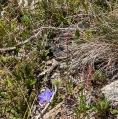 Austrelaps ramsayi at Namadgi National Park - 11 Jan 2024