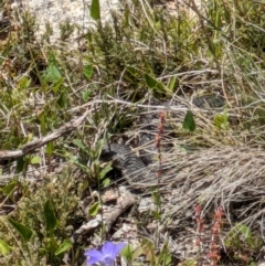 Austrelaps ramsayi at Namadgi National Park - 11 Jan 2024 12:12 PM