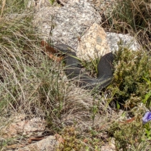 Austrelaps ramsayi at Namadgi National Park - 11 Jan 2024