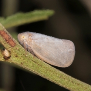 Anzora unicolor at Evatt, ACT - 9 Jan 2024