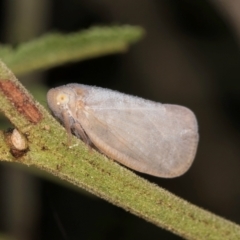 Anzora unicolor (Grey Planthopper) at Evatt, ACT - 9 Jan 2024 by kasiaaus