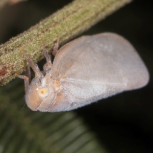 Anzora unicolor at Evatt, ACT - 9 Jan 2024