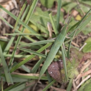 Acrida conica at Dunlop Grasslands - 10 Jan 2024 12:07 PM