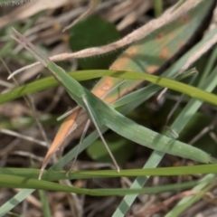 Acrida conica at Dunlop Grasslands - 10 Jan 2024 12:07 PM