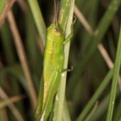 Bermius brachycerus (A grasshopper) at Fraser, ACT - 10 Jan 2024 by kasiaaus