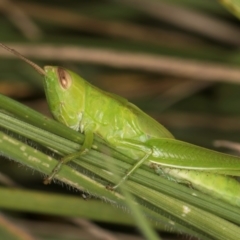 Bermius brachycerus at Fraser, ACT - 10 Jan 2024