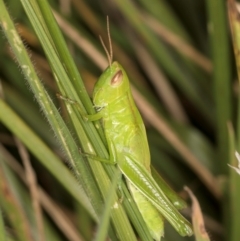 Bermius brachycerus at Fraser, ACT - 10 Jan 2024