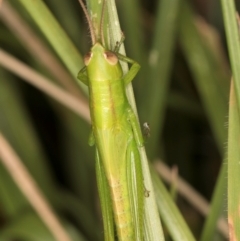 Bermius brachycerus at Fraser, ACT - 10 Jan 2024