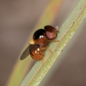 Chloropidae (family) at Undefined Area - 10 Jan 2024 04:50 PM