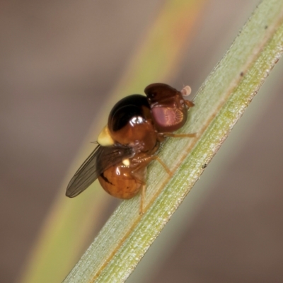Chloropidae (family) (Frit fly) at Blue Devil Grassland, Umbagong Park (BDG) - 10 Jan 2024 by kasiaaus