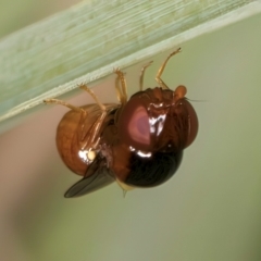 Chloropidae (family) at Blue Devil Grassland, Umbagong Park (BDG) - 10 Jan 2024