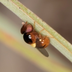 Chloropidae (family) at Blue Devil Grassland, Umbagong Park (BDG) - 10 Jan 2024