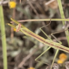 Unidentified Praying mantis (Mantodea) at Latham, ACT - 10 Jan 2024 by kasiaaus