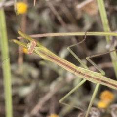 Pseudomantis albofimbriata at Latham, ACT - 10 Jan 2024 by kasiaaus