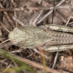 Gastrimargus musicus (Yellow-winged Locust or Grasshopper) at Blue Devil Grassland, Umbagong Park (BDG) - 10 Jan 2024 by kasiaaus