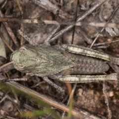 Gastrimargus musicus at Blue Devil Grassland, Umbagong Park (BDG) - 10 Jan 2024