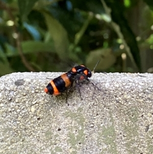 Pterygophorus cinctus at Theodore, ACT - 12 Jan 2024