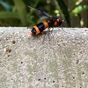 Pterygophorus cinctus at Theodore, ACT - 12 Jan 2024 09:15 AM