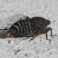 Atrapsalta sp. (genus) (Unidentified bark squeaker) at QPRC LGA - 12 Jan 2024 by arjay