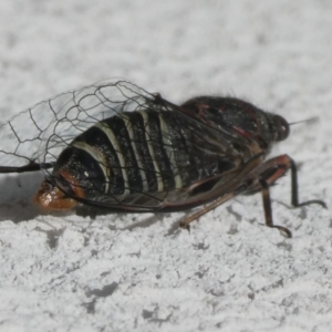 Atrapsalta sp. (genus) at QPRC LGA - 12 Jan 2024