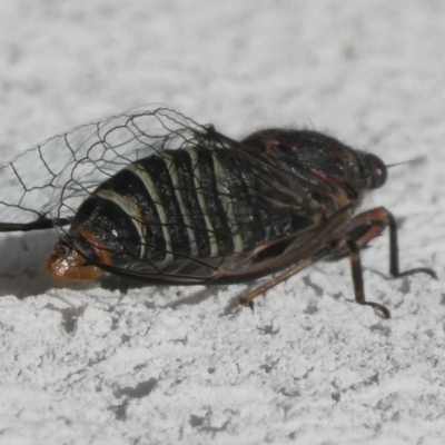 Atrapsalta sp. (genus) (Unidentified bark squeaker) at Charleys Forest, NSW - 11 Jan 2024 by arjay