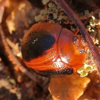 Dicranosterna immaculata (Acacia leaf beetle) at Dryandra St Woodland - 10 Jan 2024 by ConBoekel