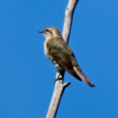 Chrysococcyx basalis (Horsfield's Bronze-Cuckoo) at Belconnen, ACT - 11 Jan 2024 by Thurstan