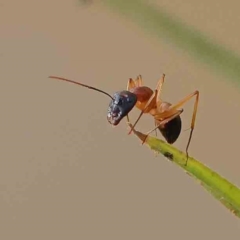 Camponotus consobrinus (Banded sugar ant) at Dryandra St Woodland - 10 Jan 2024 by ConBoekel