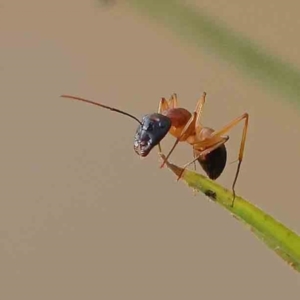 Camponotus consobrinus at Dryandra St Woodland - 11 Jan 2024