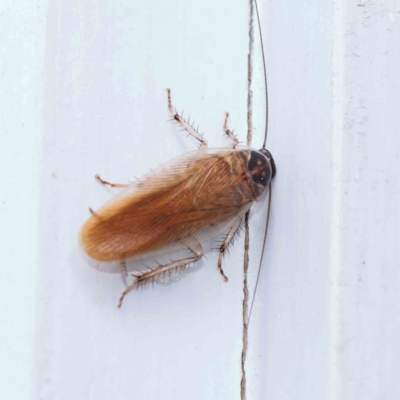 Robshelfordia circumducta (Shelford's Variable Cockroach) at Turner, ACT - 8 Jan 2024 by ConBoekel