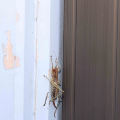 Unidentified Katydid (Tettigoniidae) at Turner, ACT - 8 Jan 2024 by ConBoekel