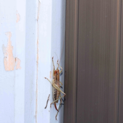 Coptaspis brevipennis (A katydid) at Turner, ACT - 8 Jan 2024 by ConBoekel