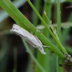Culladia cuneiferellus (Crambinae moth) at Dryandra St Woodland - 10 Jan 2024 by ConBoekel