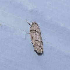 Philobota philostaura (A Concealer moth (Philobota group)) at Turner, ACT - 10 Jan 2024 by ConBoekel