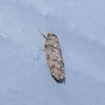 Philobota philostaura (A Concealer moth (Philobota group)) at Turner, ACT - 10 Jan 2024 by ConBoekel